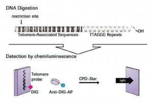 TeloTAGGG� Telomere Length Assay 12209136001