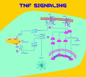 Tumor Necrosis Factor-, human (hTNF-) 11371843001