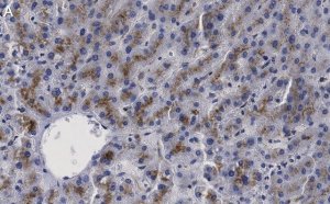 Anti--Glucocerebrosidase Antibody, clone 2I15 ZooMAb� Rabbit Monoclonal 