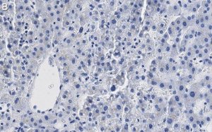 Anti--Glucocerebrosidase Antibody, clone 2I15 ZooMAb� Rabbit Monoclonal 