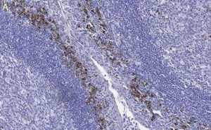 Anti--Tubulin Antibody, clone 1C9 ZooMAb� Rabbit Monoclonal 
