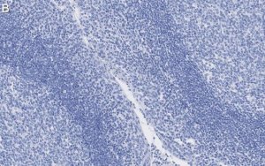 Anti--Tubulin Antibody, clone 1C9 ZooMAb� Rabbit Monoclonal 
