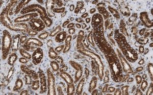 Anti--Tubulin Antibody, clone DM1A ZooMAb� Mouse Monoclonal 