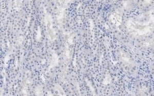 Anti--Tubulin Antibody, clone DM1A ZooMAb� Mouse Monoclonal 