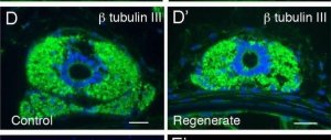 Anti--Tubulin III antibody produced in rabbit T2200-200UL