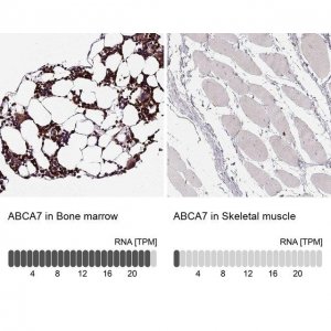 Anti-ABCA7 antibody produced in rabbit 