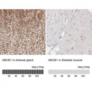 Anti-ABCB1 antibody produced in rabbit 