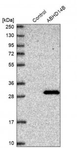 Anti-ABHD14B antibody produced in rabbit HPA036642-100UL