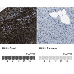 Anti-ABI3 antibody produced in rabbit 