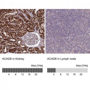 Anti-ACAD8 antibody produced in rabbit HPA043903-100UL