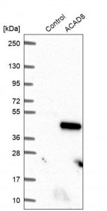 Anti-ACAD8 antibody produced in rabbit HPA043903-100UL