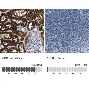 Anti-ACO1 antibody produced in rabbit 