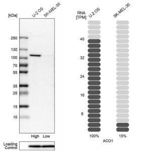 Anti-ACO1 antibody produced in rabbit 