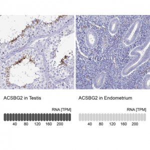 Anti-ACSBG2 antibody produced in rabbit 