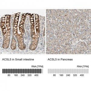 Anti-ACSL5 antibody produced in rabbit 
