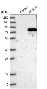 Anti-ACSL5 antibody produced in rabbit 