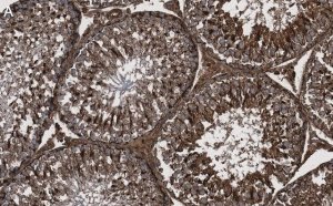 Anti-Actin Antibody, clone C4 ZooMAb� Mouse Monoclonal 