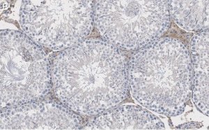 Anti-Actin Antibody, clone C4 ZooMAb� Mouse Monoclonal 