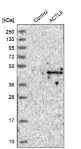 Anti-ACTL8 antibody produced in rabbit 