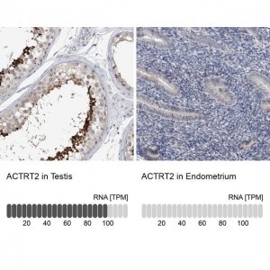 Anti-ACTRT2 antibody produced in rabbit 