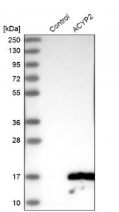 Anti-ACYP2 antibody produced in rabbit 