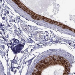 Anti-ADAM28 antibody produced in rabbit 