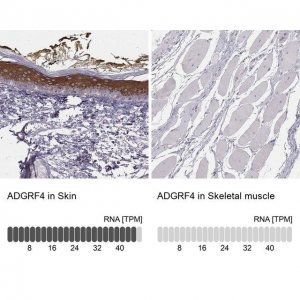 Anti-ADGRF4 antibody produced in rabbit 