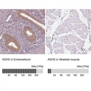 Anti-ADH5 antibody produced in rabbit HPA061919-100UL
