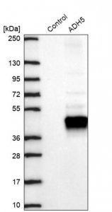 Anti-ADH5 antibody produced in rabbit HPA061919-100UL