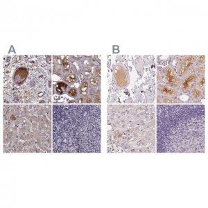 Anti-AFM antibody produced in rabbit 