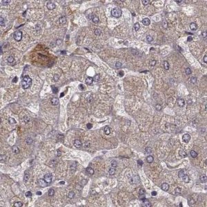 Anti-AFM antibody produced in rabbit 