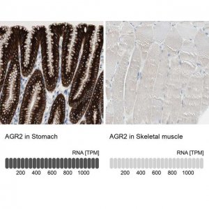 Anti-AGR2 antibody produced in rabbit 
