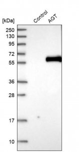 Anti-AGT antibody produced in rabbit 