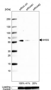 Anti-AHSG antibody produced in rabbit 