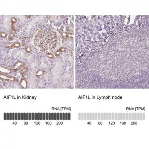 Anti-AIF1L antibody produced in rabbit 