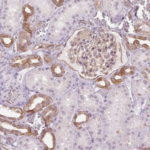 Anti-AIF1L antibody produced in rabbit 