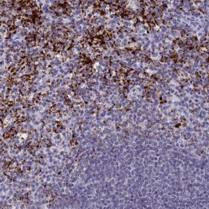 Anti-AIFM2 antibody produced in rabbit 