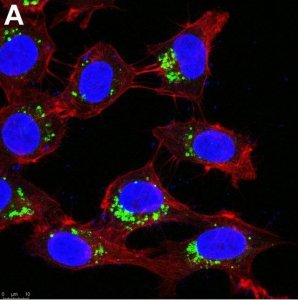 Anti-AIFM2 Antibody, clone 1I15 ZooMAb� Rabbit Monoclonal 