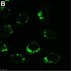 Anti-AIFM2 Antibody, clone 1I15 ZooMAb� Rabbit Monoclonal 