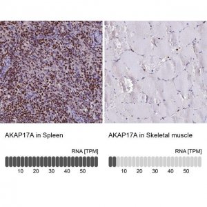 Anti-AKAP17A antibody produced in rabbit 