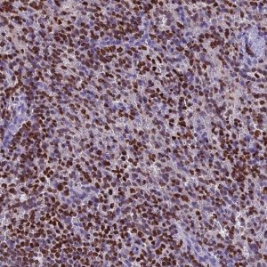 Anti-AKAP17A antibody produced in rabbit 