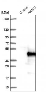 Anti-AKAP7 antibody produced in rabbit 