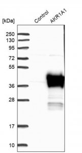 Anti-AKR1A1 antibody produced in rabbit 