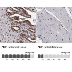 Anti-AKT1 antibody produced in rabbit 