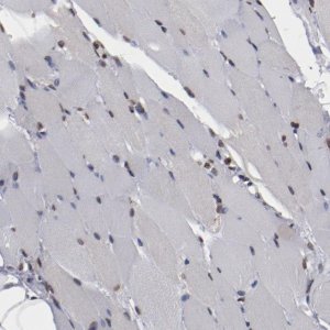 Anti-AKT1 antibody produced in rabbit 