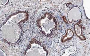 Anti-AKT1 Antibody, clone 4K6 ZooMAb� Rabbit Monoclonal 