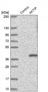 Anti-AKTIP antibody produced in rabbit 
