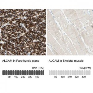 Anti-ALCAM antibody produced in rabbit 