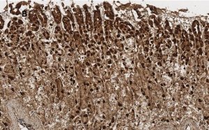 Anti-ALDH1A1 Antibody, clone 4J6, ZooMAb� Rabbit Monoclonal 