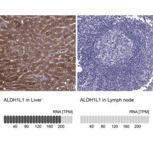 Anti-ALDH1L1 antibody produced in rabbit 